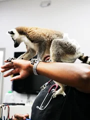 Gizmo the Lemur crawls on Dr. Ross&rsquo; arm