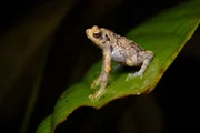 Metaphrynella sundana. Borneo verf&uuml;gt &uuml;ber die gr&ouml;sste Biodiversit&auml;t aller Inseln weltweit.