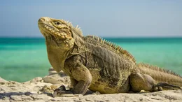 Leguan.