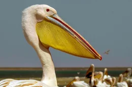Der Rosapelikan ist einer der schwersten und gr&ouml;&szlig;ten flugf&auml;higen V&ouml;gel der Welt.