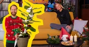 Es wird weihnachtlich im "SingAlarm"-Studio. F&uuml;r die perfekte Weihnachtsstimmung sorgen die Hits O je, Tannenbaum! von Enno Bunger, XXL-Wunschzettel von Deine Freunde und Schnee im Gefrierfach von Nicola Rost.