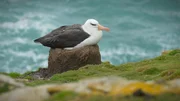 Albatross