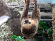 Marc Namblard nimmt die Kl&auml;nge eines traditionellen Wayapi-Tanzes auf.