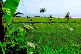Reisfeld auf Lombok.