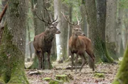 Der Hirsch ist ein mächtiges und majestätisches Tier, dessen Jagd lange dem hohen Adel vorbehalten war. Der Hirsch ist ein mächtiges und majestätisches Tier, dessen Jagd lange dem hohen Adel vorbehalten war.