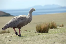 H&uuml;hnerg&auml;nse auf Maria Island.