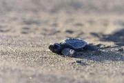 Nancite, Costa Rica - Auf dem flachen Sand macht sich diese winzige Schildkr&ouml;te auf den Weg ins Meer, aber in der freien Natur ist sie Raubtieren ausgesetzt.