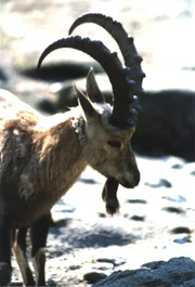 Im Bild: Ein Steinbock im Schnee. Im Bild: Ein Steinbock im Schnee.