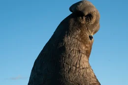 M&auml;nnlicher Seeelefant &ndash; San Benito.