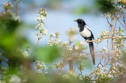 Die sogenannte echte Elster mit ihrem typischen schwarz-wei&szlig;en Gefieder ist fast auf der gesamten n&ouml;rdlichen Hemisph&auml;re verbreitet. Die meisten Menschen haben ein negatives Bild von ihr, aber nicht alles, was wir &uuml;ber diesen Vogel zu wissen meinen, ist wahr.