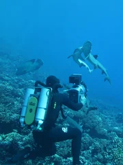 Didier Noirot filming white tip reef sharks, Rangiroa, French Polynesia.