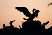 Kormorane haben auf der d&auml;nischen Ostseeinsel F&uuml;nen ihre Nester gebaut &ndash; kleine T&uuml;rmchen aus &Auml;sten und Seetang.