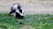 Skunk out looking for food