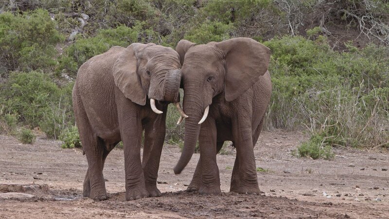 Empfinden Tiere Trauer? – Neues aus der Verhaltensforschung (F, 2025)