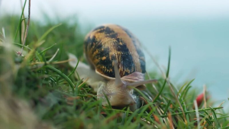 Jetset, die weite Reise einer Weinbergschnecke (F, 2025)