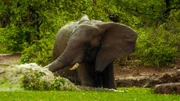 Elefanten besuchen die Wassert&uuml;mpel, um zu trinken und zu baden.