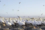 Bird Island: Vor der Küste Südafrikas lebt die weltweit größte Kaptölpel-Kolonie. Bird Island: Vor der Küste Südafrikas lebt die weltweit größte Kaptölpel-Kolonie.
