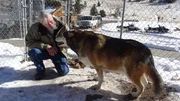 Steven is with a wolf or wolf dog at the Rocky Mountain Wildlife Foundation.