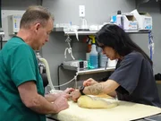 Bear the Ferret was brought in to for a check up and a spay.