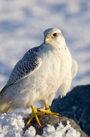 Die Brutgebiete des Gerfalken liegen in der Arktis und Subarktis.