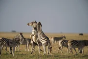Zwei k&auml;mpfende Zebrahengste auf einer Insel inmitten der Makgadikgadi Salzpfanne.  +++ Die Verwendung des sendungsbezogenen Materials ist nur mit dem Hinweis und Verlinkung auf RTL+ gestattet. +++