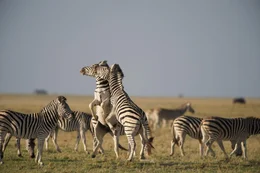 Zwei k&auml;mpfende Zebrahengste auf einer Insel inmitten der Makgadikgadi Salzpfanne.  +++ Die Verwendung des sendungsbezogenen Materials ist nur mit dem Hinweis und Verlinkung auf RTL+ gestattet. +++