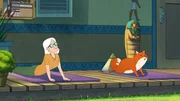 Fuchs Iwo tut so, als sei er Frau Fitzwitz' Hund - zur Not macht er daf&uuml;r sogar Yoga.
