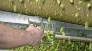 Bildunterschrift: Ob fruchtig, malzig oder herb: Grundzutat f&uuml;r jedes Bier ist Hopfen. Er macht den edlen Tropfen haltbar, regt den Appetit an und hat zudem eine beruhigende Wirkung auf K&ouml;rper und Geist.