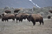 Der Amerikanische Bison, oft auch als Indianerb&uuml;ffel oder nur als B&uuml;ffel  bezeichnet, ist ein in Nordamerika verbreitetes Wildrind und zugleich das gr&ouml;&szlig;te Lands&auml;ugetier der Region.