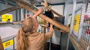 Wie schön wäre Nachwuchs bei den Roten Pandas. Demnächst soll bei Fine eine Ultraschalluntersuchung auf Trächtigkeit gemacht werden. Die Pflegerinnen Annika und Marie wollen das leicht scheue Pandaweibchen auf den Arztbesuch vorbereiten. Behutsam wird mit einer Attrappe trainiert. Fine macht heute erstaunlich gut mit und lässt sich sogar das kalte Gel auf ihrem Bauch gefallen. Bald kann die echte Untersuchung gemacht werden. Dann wird sich zeigen, ob Fine ein süßes Geheimnis hat. Wie schön wäre Nachwuchs bei den Roten Pandas. Demnächst soll bei Fine eine Ultraschalluntersuchung auf Trächtigkeit gemacht werden. Die Pflegerinnen Annika und Marie wollen das leicht scheue Pandaweibchen auf den Arztbesuch vorbereiten. Behutsam wird mit einer Attrappe trainiert. Fine macht heute erstaunlich gut mit und lässt sich sogar das kalte Gel auf ihrem Bauch gefallen. Bald kann die echte Untersuchung gemacht werden. Dann wird sich zeigen, ob Fine ein süßes Geheimnis hat.