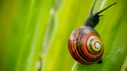 Polymita (Landschnecke).