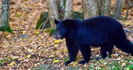 Schwarzb&auml;r.