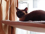 Precious the cat. Precious the cat.