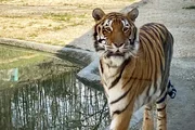 Tiger Noah
