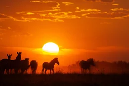 Eine Herde Zebras im Licht der untergehenden Sonne im Grasland von Makgadikgadi.  +++ Die Verwendung des sendungsbezogenen Materials ist nur mit dem Hinweis und Verlinkung auf RTL+ gestattet. +++