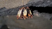 Mit ihren Zehenkrallen können sich Fledermäuse fest am Fels einhaken und so kopfüber hängen. Mit ihren Zehenkrallen können sich Fledermäuse fest am Fels einhaken und so kopfüber hängen.