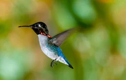 Bienenelfe, auch Kubaelfe oder Hummelkolibri, gilt als die kleinste Kolibriart und als der kleinste Vogel weltweit.
