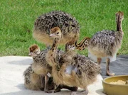 SWR Fernsehen FAHR MAL HIN, "Strauße, Störche und der Strom - Die Pfälzer Rheinauen", am Dienstag (22.06.10) um 22:00 Uhr. Strauße von der Straußenfarm aus Rülzheim in der Pfalz ...jaja, auch die Riesenvögel fangen mal ganz klein an ... SWR Fernsehen FAHR MAL HIN, "Strauße, Störche und der Strom - Die Pfälzer Rheinauen", am Dienstag (22.06.10) um 22:00 Uhr. Strauße von der Straußenfarm aus Rülzheim in der Pfalz ...jaja, auch die Riesenvögel fangen mal ganz klein an ...