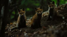 Rotfuchs, Welpen.