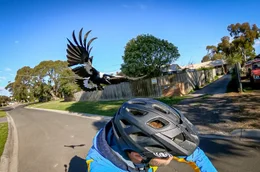 Fl&ouml;tenkr&auml;henstare sind in Australien bekannt f&uuml;r ihre Angriffe auf Menschen und Tiere w&auml;hrend der Brutzeit. Die meist harmlosen Attacken haben einen ernsten Hintergrund: H&auml;ufig haben die V&ouml;gel schlechte Erfahrungen mit Menschen gemacht.