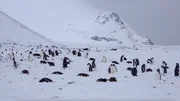 Ad&eacute;liepinguine