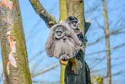 Silber-Gibbons Tilu und Alven.
