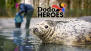 A photo of a seal in water looking at the camera while an intern cleans in the background. A photo of a seal in water looking at the camera while an intern cleans in the background.