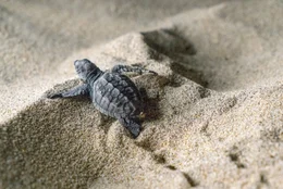 Oliv-Bastardschildkr&ouml;te an der K&uuml;ste von Oaxaca.