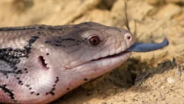 Blauzungenskink.
