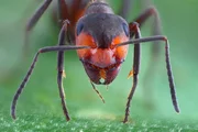 Auf der Erde existieren rund 10 Trillionen Insekten. Sie bev&ouml;lkern den Planeten seit Urzeiten.