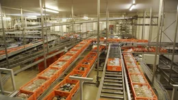 Transportb&auml;nder in einer Brotfabrik.