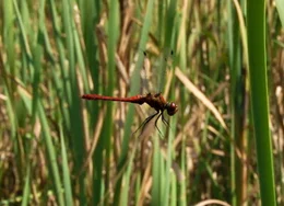 Libelle.