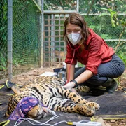 Dieses Jaguarweibchen wurde illegal als Haustier gehalten. Damit das Tier wieder ausgewildert werden kann, muss es gesund und frei von Krankheitserregern sein. Daher achtet Hannah Emde w&auml;hrend des Gesundheitschecks auf jedes Detail.