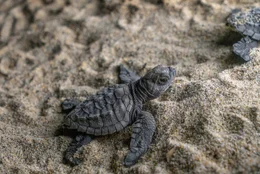 Oliv-Bastardschildkr&ouml;te an der K&uuml;ste von Oaxaca.
